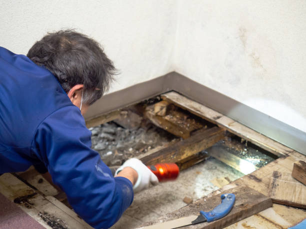 Best Affordable Mold Removal  in Foothill Farms, CA