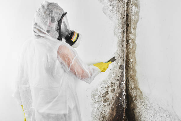 Best Toxic Mold Removal  in Foothill Farms, CA