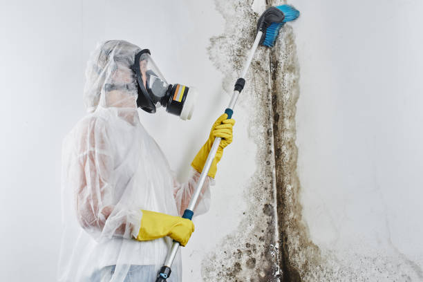 Best Commercial Mold Removal  in Foothill Farms, CA