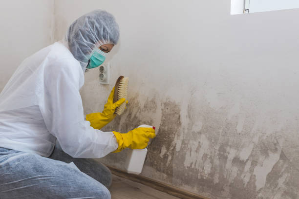 Best Local Mold Removal Service  in Foothill Farms, CA
