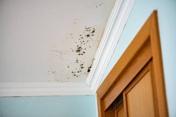 Best Fast Mold Removal  in Foothill Farms, CA