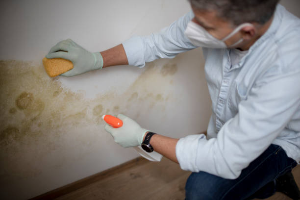 Best Mold Cleaning Services  in Foothill Farms, CA