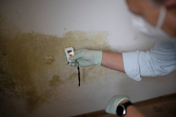 Certified Mold Removal in Foothill Farms, CA