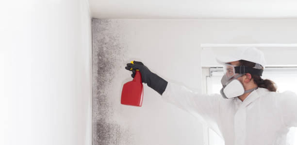 Best Toxic Mold Removal  in Foothill Farms, CA