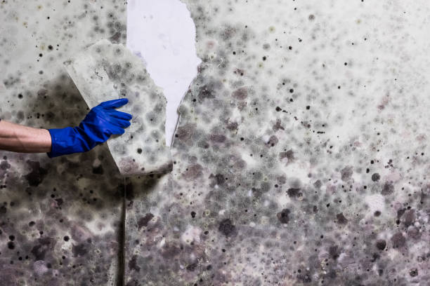 Best Mold Removal and Inspection  in Foothill Farms, CA