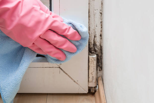 Mold Removal and Inspection in Foothill Farms, CA